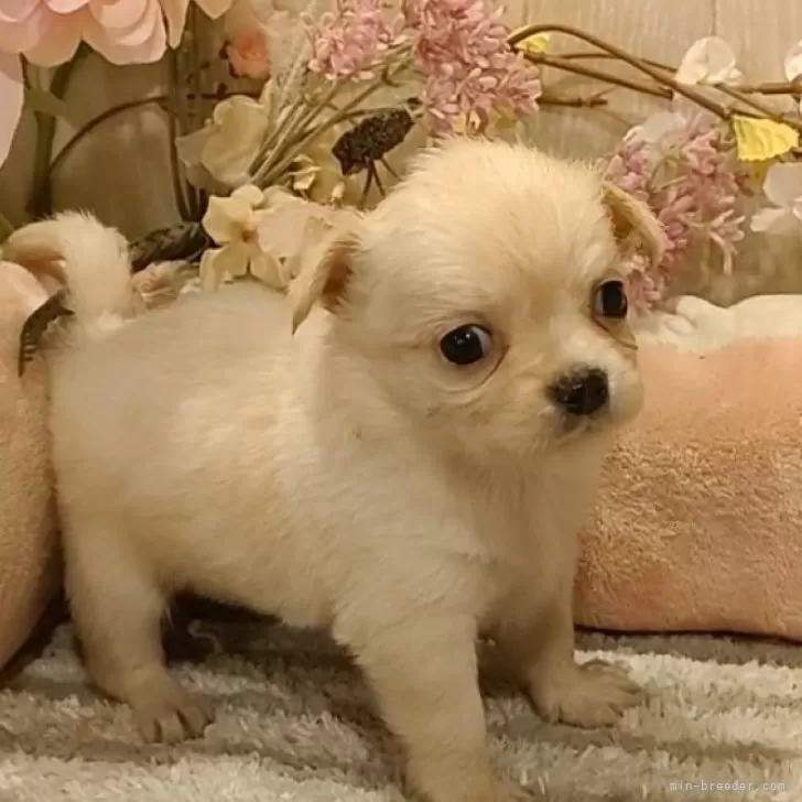 ID:2401-00291の子犬