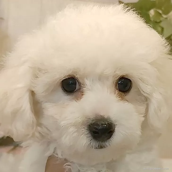 ID:2409-07762の子犬