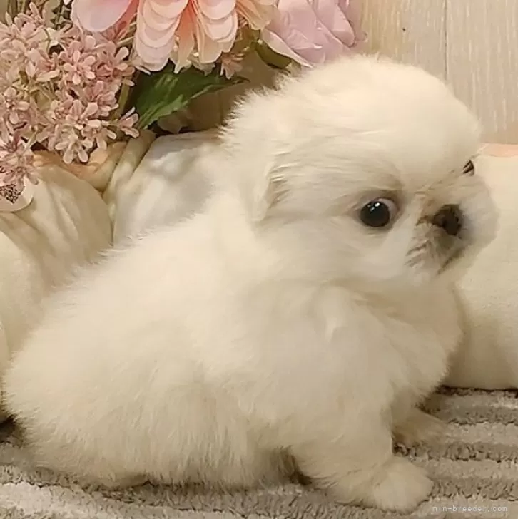 ID:2409-07456の子犬