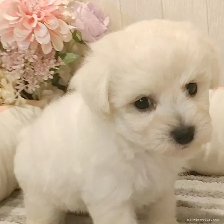 ID：2409-00435の子犬