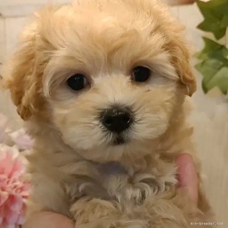 ID：2408-00806の子犬