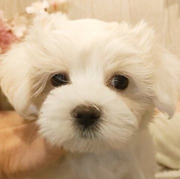 マルチーズ【愛知県・女の子・2023年2月25日・ホワイト】の写真「大人しい子。真っ白、全身ふわふわの女の子」