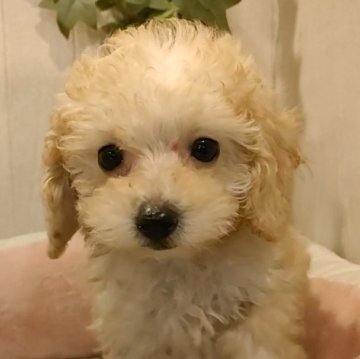 トイプードル(ティーカップ)【愛知県・女の子・2023年12月26日・アプリコット】の写真「激カワアプリの小さなプードルちゃん。」