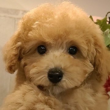 トイプードル(ティーカップ)【愛知県・女の子・2024年3月13日・アプリコット】の写真「小さく綺麗なアプリコットの女の子。」