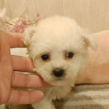 ビションフリーゼ【愛知県・男の子・2024年1月2日・ホワイト】の写真「小さめの兄妹が産まれました。」