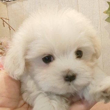 マルチーズ【愛知県・女の子・2024年6月15日・ホワイト】の写真「小さくてマズル、足、胴の短い可愛い女の子」