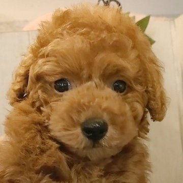トイプードル(ティーカップ)【愛知県・男の子・2024年4月5日・レッド】の写真「小さくて綺麗なレッドの男の子。」