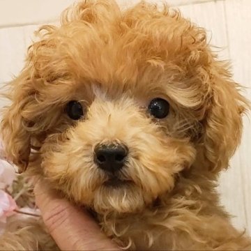 トイプードル(ティーカップ)【愛知県・男の子・2022年12月27日・レッド】の写真「とっても大人しいマイクロティーカップ。」