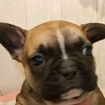 フレンチブルドッグ【愛知県・男の子・2023年1月11日・フォーン】の写真「ムチムチコロコロ短足フレンチ綺麗なフォーンです。」