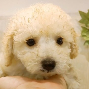 トイプードル(ティーカップ)【愛知県・女の子・2023年5月3日・クリーム】の写真「クリームの可愛いトイプーちゃんです。」