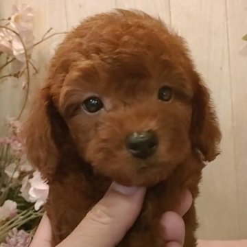 トイプードル(ティーカップ)【愛知県・男の子・2024年8月18日・レッドフォーン.】の写真「小さめのレッドの男の子」