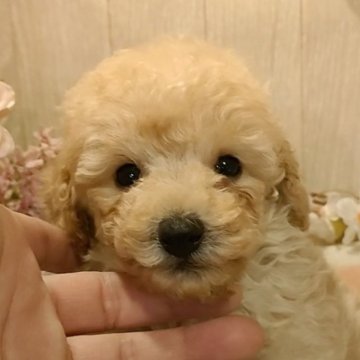 トイプードル(ティーカップ)【愛知県・男の子・2023年11月18日・アプリコット】の写真「小さめのアプリコットの男の子。」
