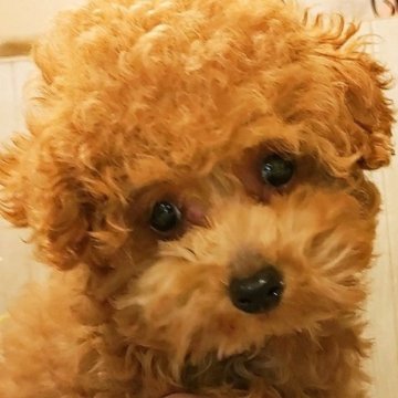 トイプードル(ティーカップ)【愛知県・女の子・2023年10月15日・レッド】の写真「完成度抜群。3ヶ月で920g小さな子です」