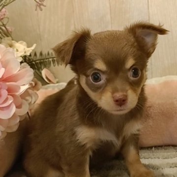 チワワ(ロング)【愛知県・男の子・2024年4月22日・チョコタン】の写真「綺麗なチョコクリームの美男子君。」