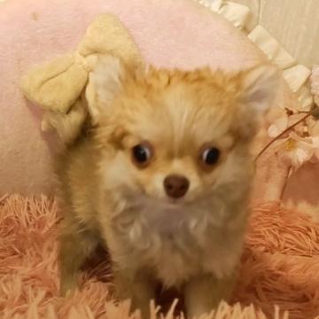 チワワ(ロング)【愛知県・女の子・2022年8月2日・チョコ】の写真「とっても小さなクリクリ目のチワワちゃん」