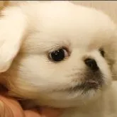 ペキニーズ【愛知県・女の子・2023年5月24日・ホワイト】の写真1「ペキニーズらしい女の子。」