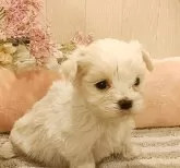マルチーズ【愛知県・女の子・2023年12月23日・ホワイト】の写真2