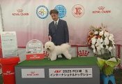 ビションフリーゼ【・男の子・2023年12月9日・ホワイト】