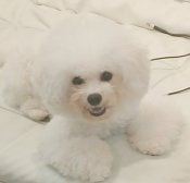 ビションフリーゼ【・女の子・2023年3月20日・ホワイト】