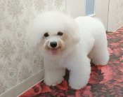 ビションフリーゼ【・女の子・2023年1月31日・ホワイト】「チャンピオンを狙ってます。」