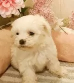 マルチーズ【愛知県・女の子・2023年12月23日・ホワイト】の写真3「色素しっかり」