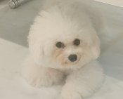 ビションフリーゼ【・女の子・2023年3月20日・ホワイト】