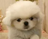 ペキニーズ【愛知県・女の子・2023年5月24日・ホワイト】の写真5「健康そのもののペキニーズ」