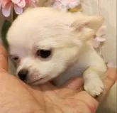 チワワ(ロング)【愛知県・男の子・2022年12月12日・クリーム】の写真5「甘えん坊ちゃん。」