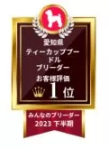 ティーカッププードル【愛知県・女の子・2024年4月5日・レッド】の写真5