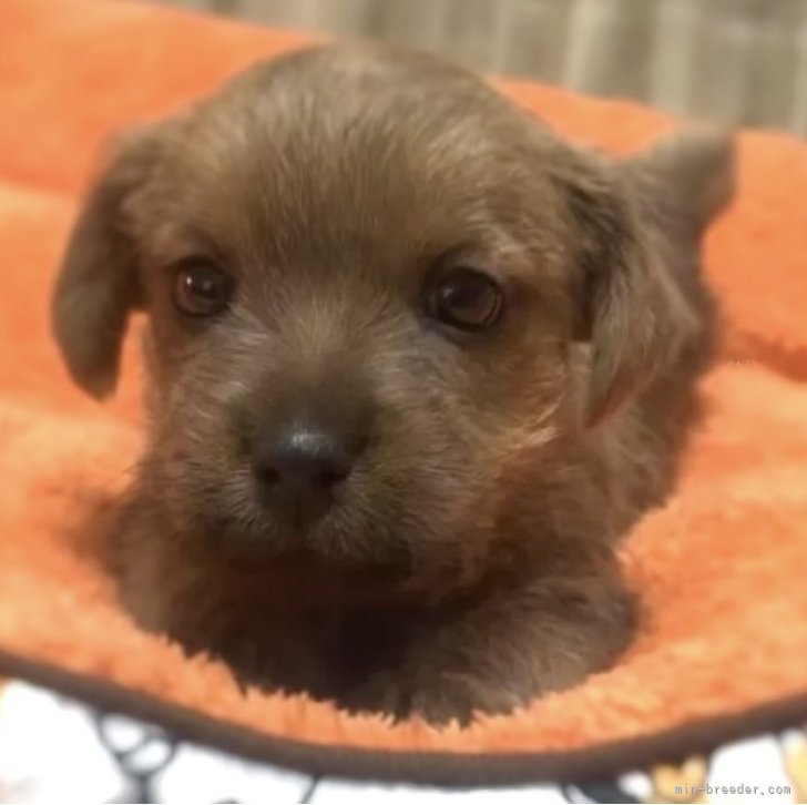 K.I 様のお迎えした子犬