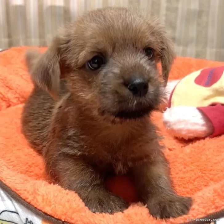 Y.I 様のお迎えした子犬