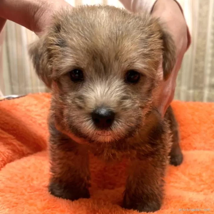 ID:2410-06373の子犬