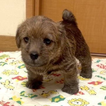ノーフォークテリア【大阪府・男の子・2025年4月10日・レッド】の写真「血統優秀 可愛い💕こぐまさん」