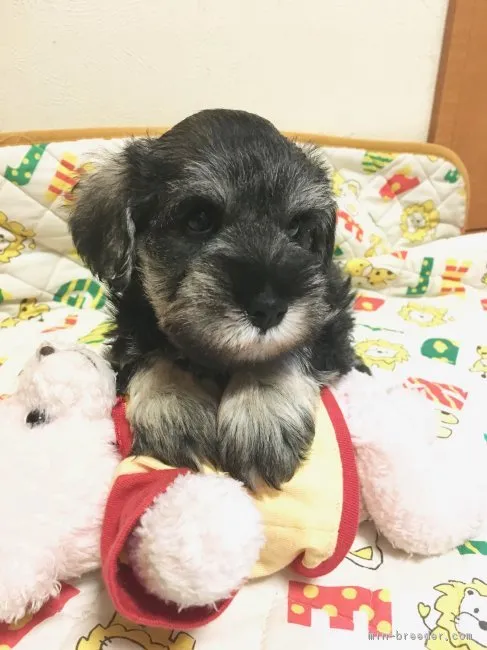 ID:1807-02875の子犬