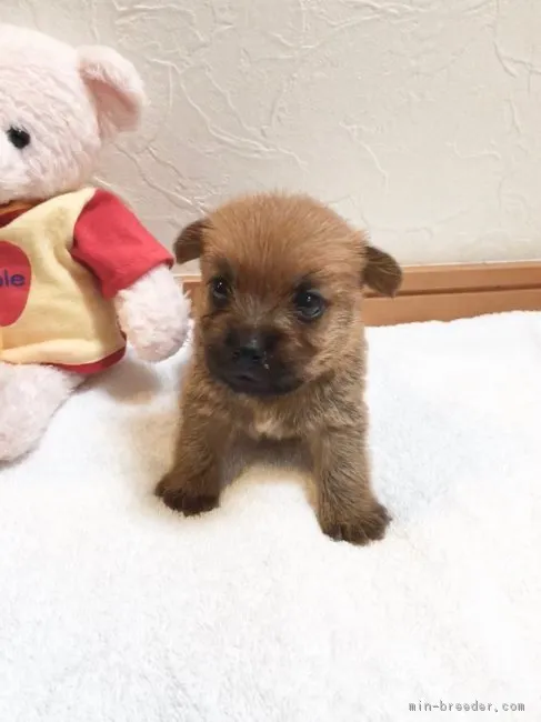 ヨッシー 様のお迎えした子犬