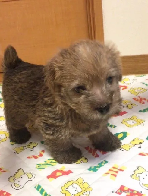 ID:2001-03203の子犬