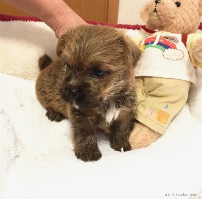 ID:1904-01791の子犬