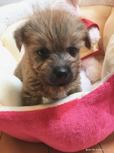 テトママ 様のお迎えした子犬