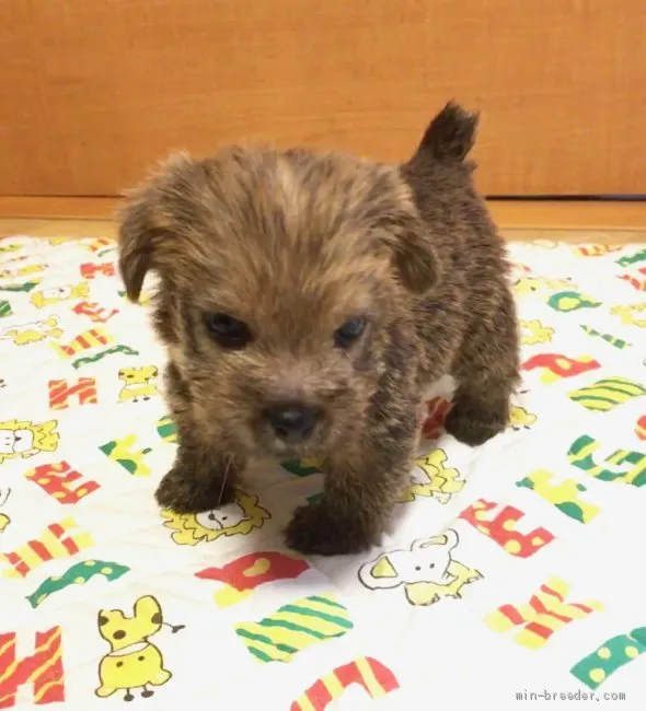 ID:1907-02790の子犬