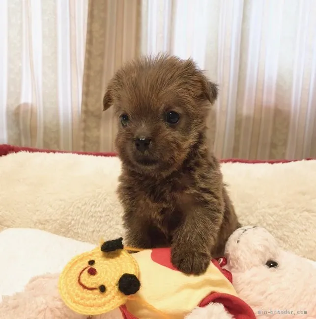 ID:2011-00126の子犬