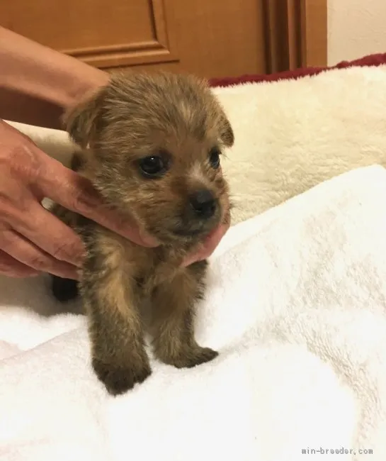 ID:1907-02802の子犬