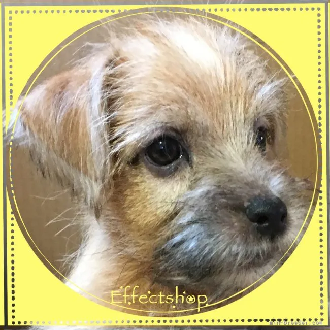 ID:1810-02308の子犬