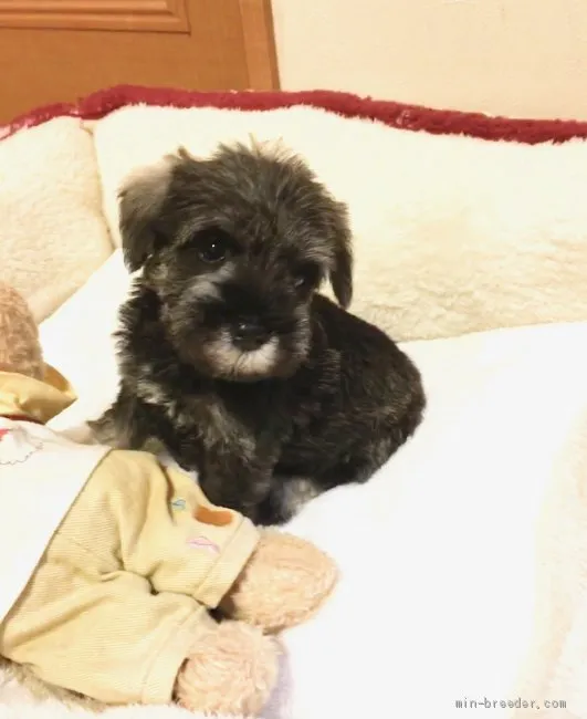 ID:1908-01590の子犬