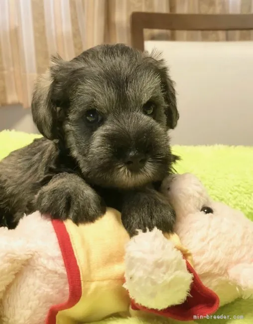 ID:2108-01303の子犬