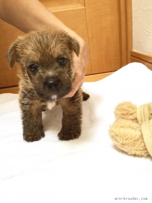 めるちゃん 様のお迎えした子犬