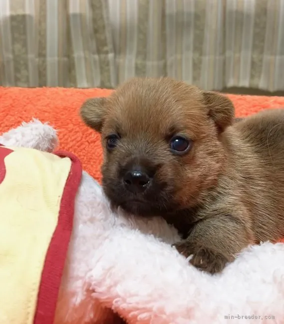 ID:2112-03995の子犬