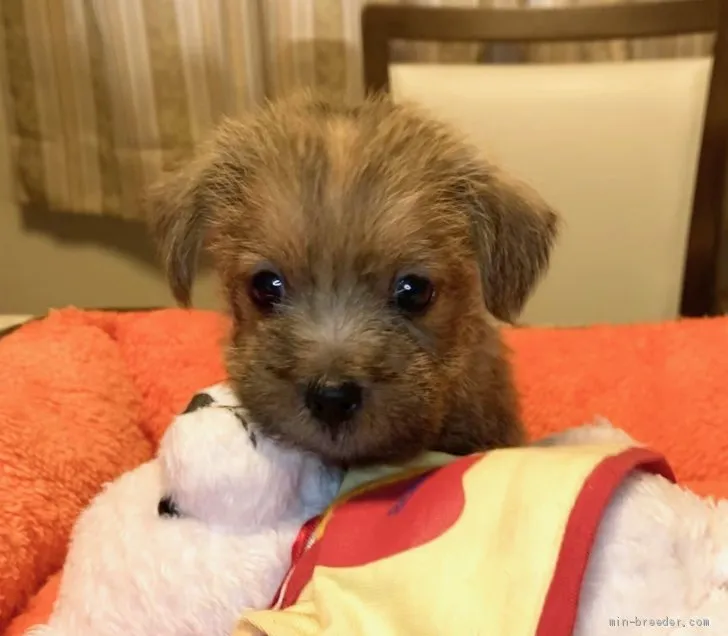 ID:2106-02739の子犬