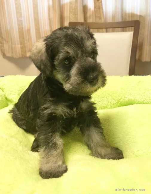 ID:2108-01301の子犬