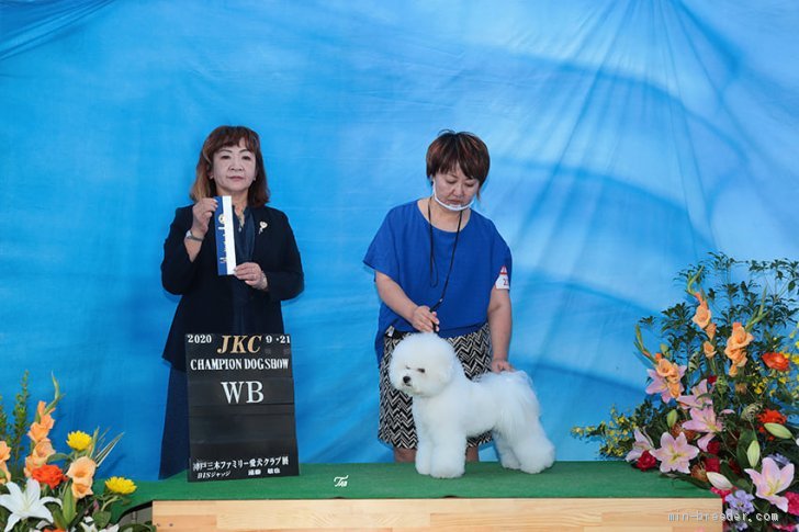 2020神戸三木ファミリー愛犬クラブ展でのコロナ渦明け第一弾。倉田和美審査員。田口 一温/写真