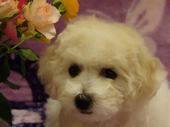 ID:1411-00620の子犬